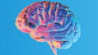 Illustration of a human brain